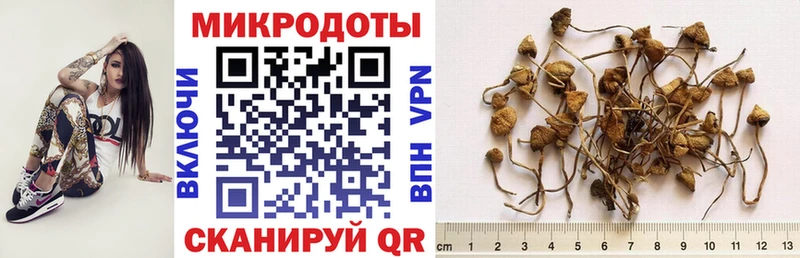 как найти   Шенкурск  Галлюциногенные грибы ЛСД 
